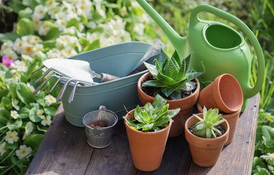 High angle view of potted plant on table