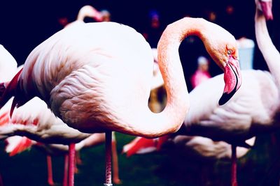 Close-up of birds