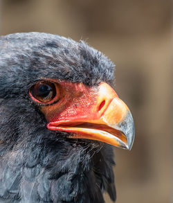 Close-up portrait of a bird