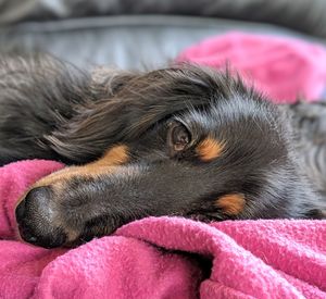 Close-up of a dog resting