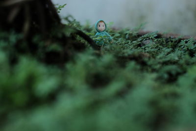 Doll amidst plants on field 
