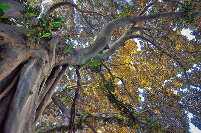 Low angle view of trees in forest