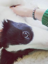 Close-up of dog lying down on bed