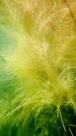 Full frame shot of green plant