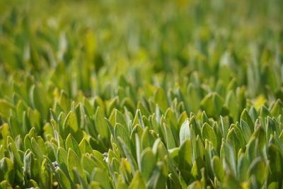 Close-up of crops growing on field