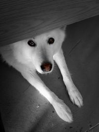 Close-up of white dog