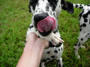 Close-up of hand holding dog