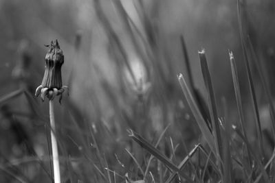 Close-up of dandelion on field