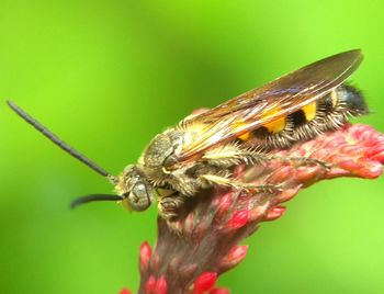 Close-up of insect on flower