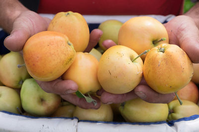 Hands holding picked apples during apple harvest