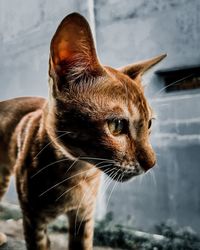 Close-up of a cat looking away