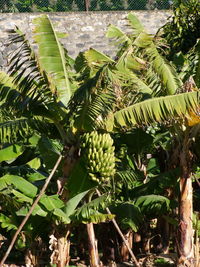 Close-up of banana tree