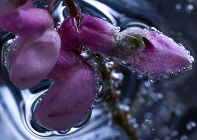 Flowers, water, glass ...