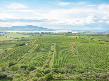 Vineyards farm a traditional landscape. view from drone or viewtower. south moravia, czech republic.