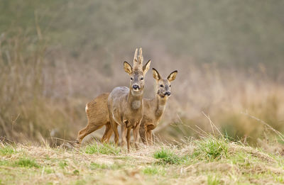 Close-up of deer in a field