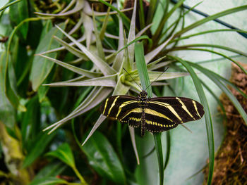 Butterfly on plant