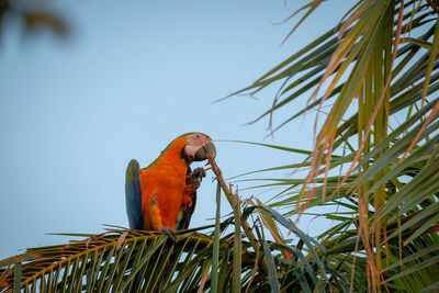 Macau bird in the wild 