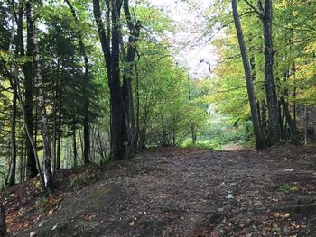 Trees in forest