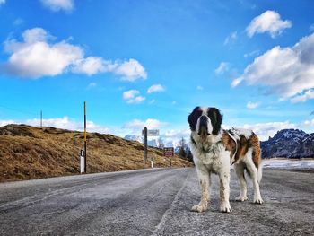 Dog on road against sky