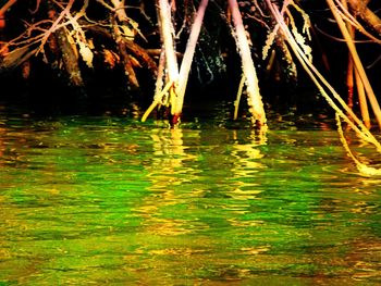 Reflection of trees in water