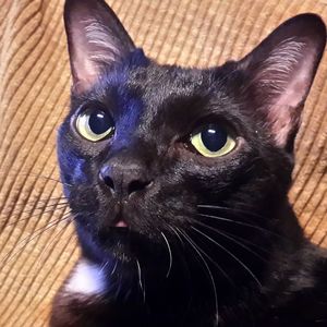 Close-up portrait of cat