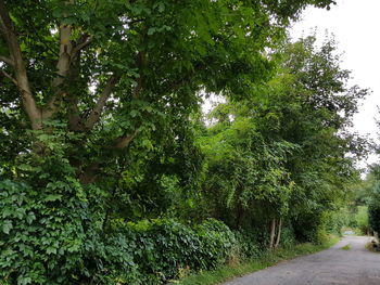 Trees in forest