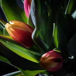 Close-up of red tulip