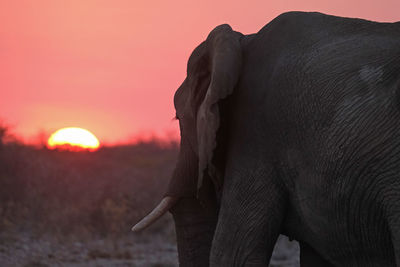 Sunset in etosha national park, namibia