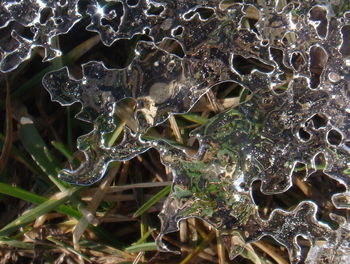 Close-up of plant