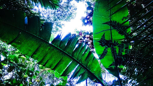 Low angle view of palm tree leaves