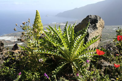 Close-up of flowering plants by sea against mountains