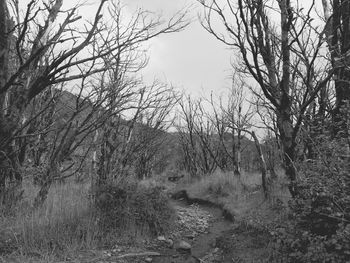 Bare trees in forest against sky