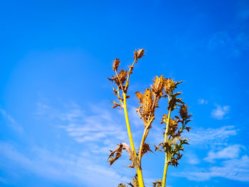 Low angle view of flowering plant against blue sky