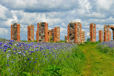 Landscape with colorful cornflowers and the ruins of an old barn, made of boulders and red bricks