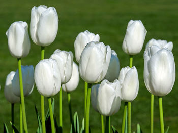 White tulips in field
