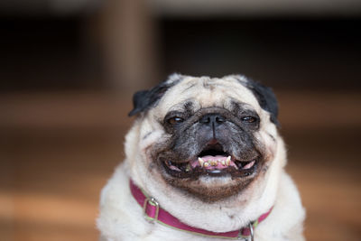 Close-up portrait of dog