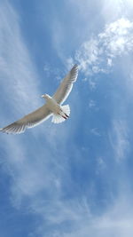 Low angle view of seagull flying against sky