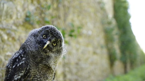 Close-up portrait of a owl