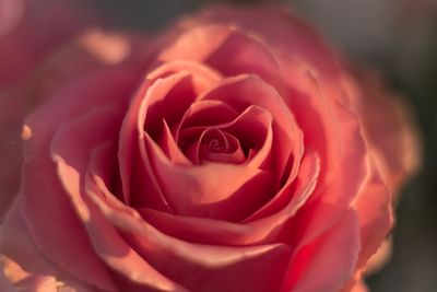 Close-up of rose against blurred background