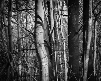 Bare trees in forest