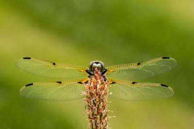 Close-up of dragonfly on plant