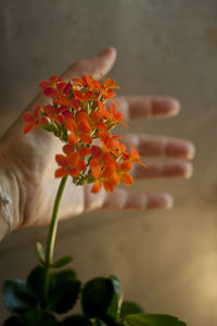 Close-up of orange flower