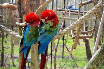 Close-up of scarlet macaws perching on rope at zoo