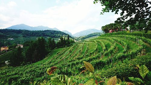 Scenic view of vineyard against sky