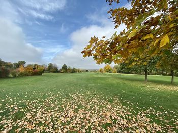 Scenic view of autumn leaves on field against sky