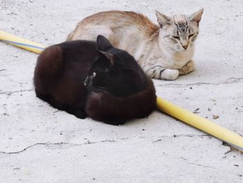 High angle view of a cat sitting outdoors