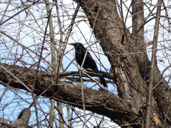 Low angle view of bird perching on tree