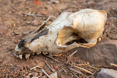 Close-up of animal skull on field