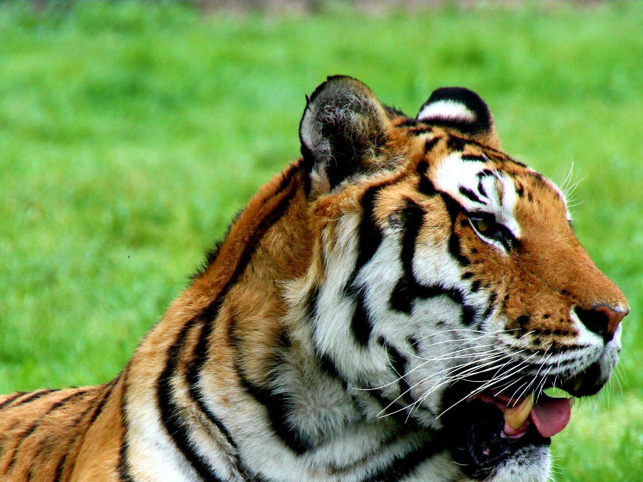 CLOSE-UP OF CAT