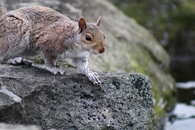 Close-up of squirrel on rock